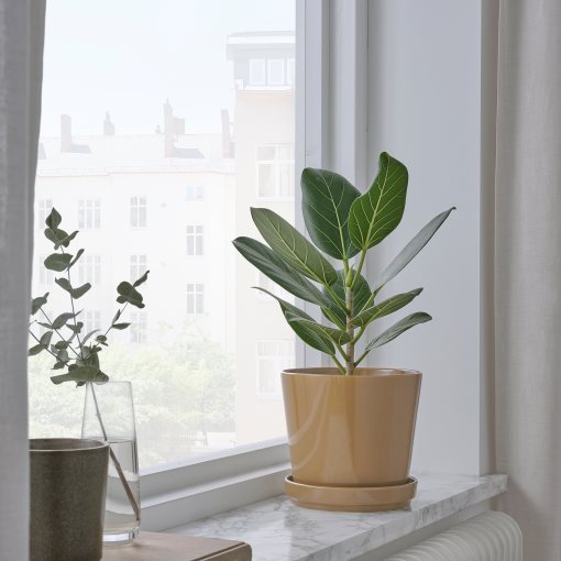 CITRUSFRUKT, plant pot with saucer in/outdoor, 15 cm, 205.515.76