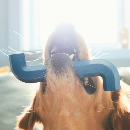 UTSADD, dog toy, 205.692.13