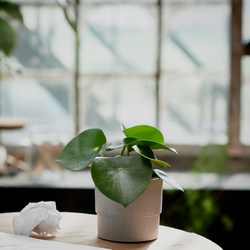 NYPON, κασπό εσωτ./εξωτ. Χώρου, 403.956.17