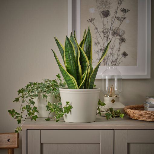KÖRSBÄRSBJÖRK, plant pot, 15 cm, 405.917.36