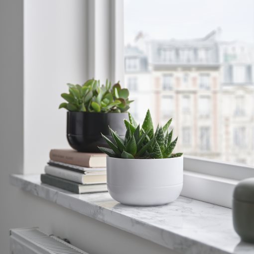 SUCCULENT, φυτό σε γλάστρα/Παχύφυτο, 14 cm, 405.986.86