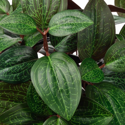 FEJKA, artificial potted plant in/outdoor Jewel orchid, 9 cm, 406.008.68