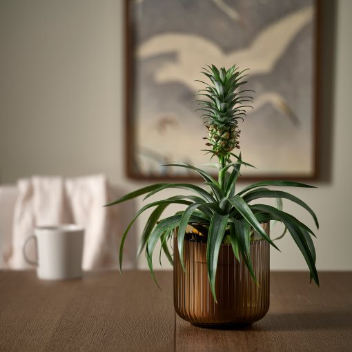 GRADVIS, plant pot in/outdoor, 12 cm, 406.232.90