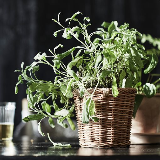 KAKTUSFIKON, κασπό, 12 cm, 504.548.85