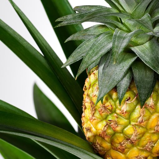 ANANAS, φυτό σε γλάστρα/Ανανάς, 12 cm, 505.281.79