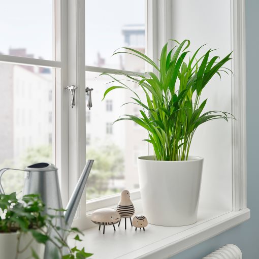 DYPSIS LUTESCENS, potted plant/areca palm, 17 cm, 505.986.95