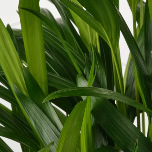 DYPSIS LUTESCENS, potted plant/areca palm, 17 cm, 505.986.95