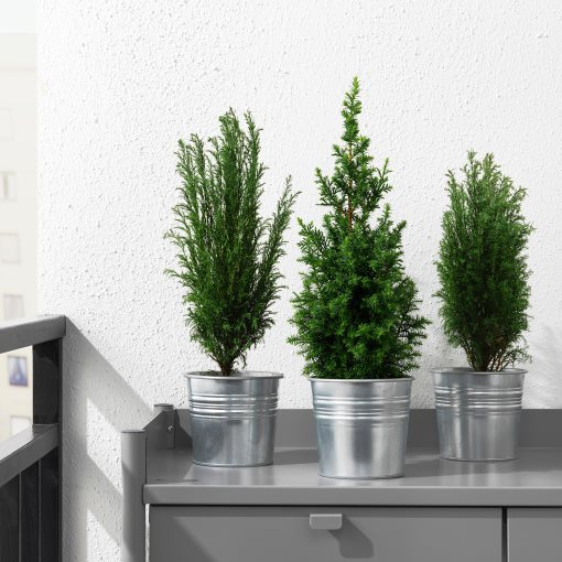 CHAMAECYPARIS, potted plant/False cypress, 10.5 cm, 506.126.01
