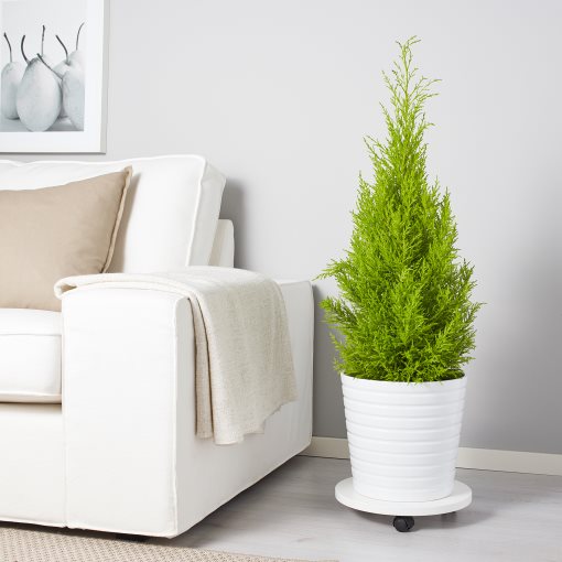 CUPRESSUS, potted plant/cypress, 24 cm, 506.127.62