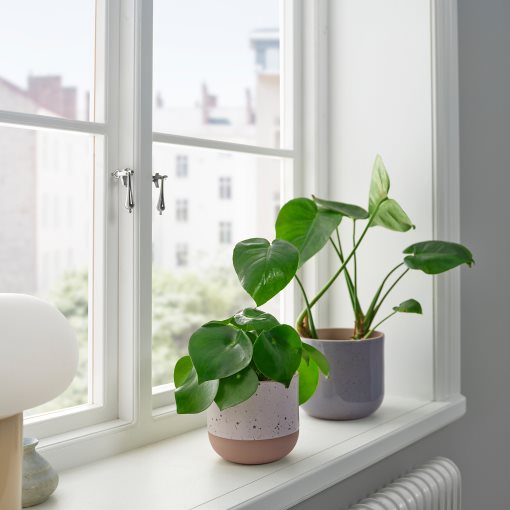 BUSKKAPRIFOL, plant pot in/outdoor/, 12 cm, 605.958.99