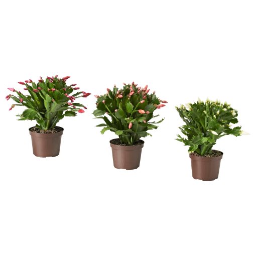 SCHLUMBERGERA, potted plant/Christmas cactus, 12 cm, 606.126.05