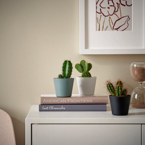 CACTACEAE, potted plant with pot,Cactus, 704.020.32