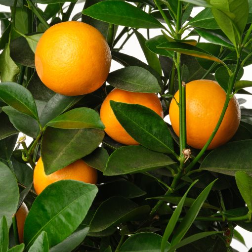CITRUS, potted plant/lemon, 19 cm, 706.127.61