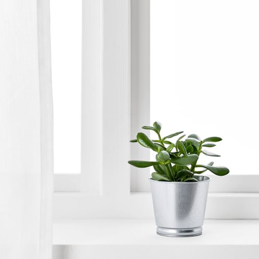 BINTJE, plant pot, 803.341.27