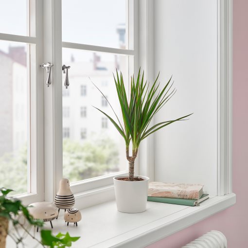 DRACAENA, φυτό σε γλάστρα/Δράκαινα Mαρτζινάτα, 9 cm, 805.986.89