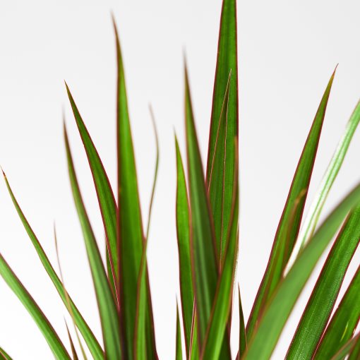 DRACAENA, φυτό σε γλάστρα/Δράκαινα Mαρτζινάτα, 9 cm, 805.986.89