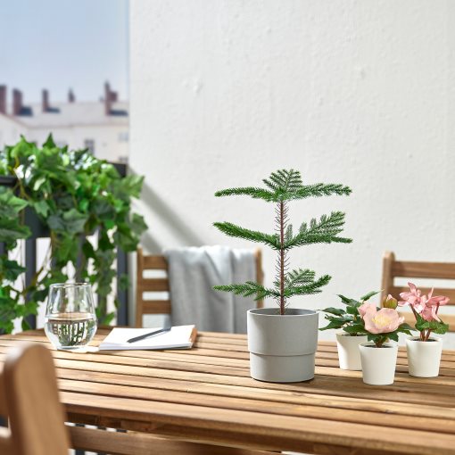 FEJKA, artificial potted plant/Norfolk island pine/In/outdoor, 9 cm, 905.230.66