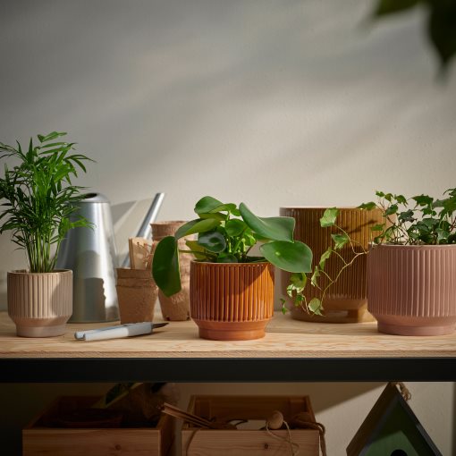 HONUNGSPALM, plant pot in/outdoor, 15 cm, 905.957.94