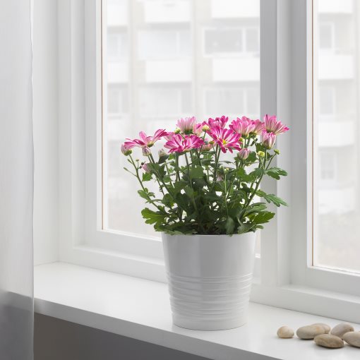 CHRYSANTHEMUM, potted plant/Chrysanthemums, 15 cm, 906.127.60