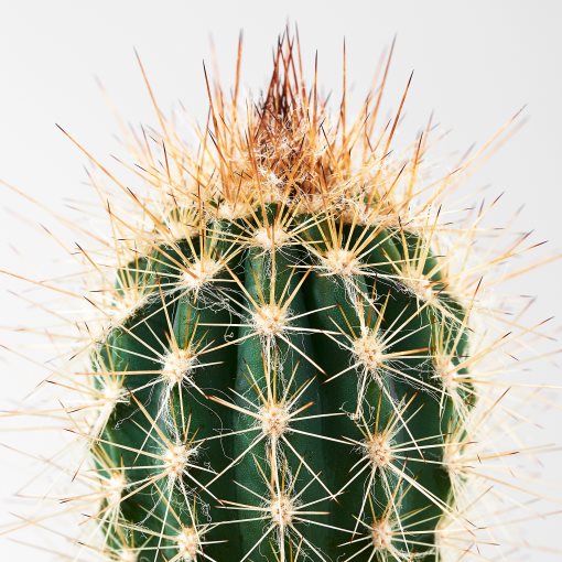 CACTACEAE, Φυτό, 003.109.60
