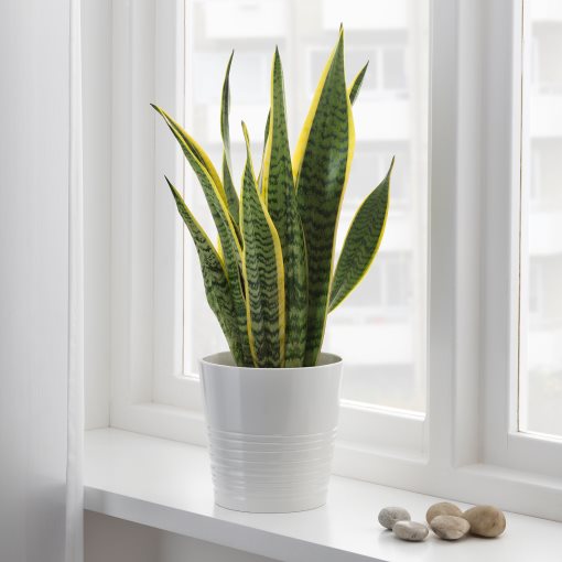 SANSEVIERIA TRIFASCIATA, potted plant, Mother-in-laws tongue, 004.210.29