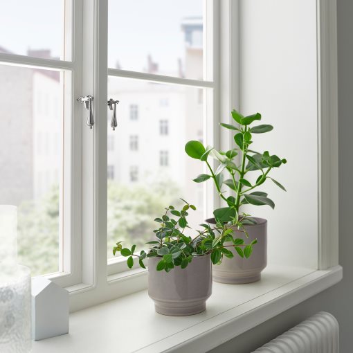HONUNGSPALM, plant pot in/outdoor, 15 cm, 005.957.98