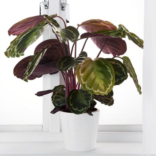 CALATHEA, potted plant, Calathea, 102.588.29