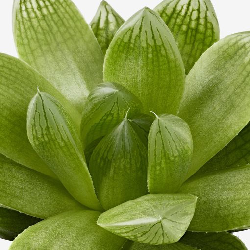 SUCCULENT, Φυτό, 103.110.06