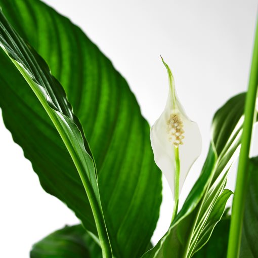 SPATHIPHYLLUM, potted plant, Peace lily, 168.040.78