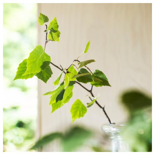 ADLAD, scented candle in glass/Scandinavian Woods, 50 hr, 405.021.46