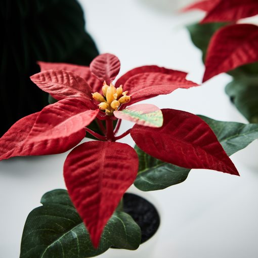 VINTERFINT, artificial potted plant in/outdoor Poinsettia, 6 cm, 406.065.87