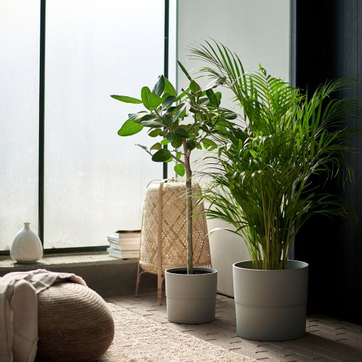 DYPSIS LUTESCENS, potted plant, Areca palm, 468.040.05