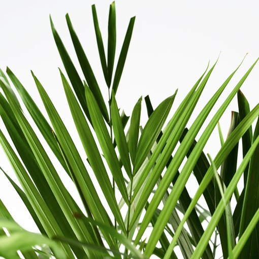 DYPSIS LUTESCENS, potted plant, Areca palm, 468.040.05