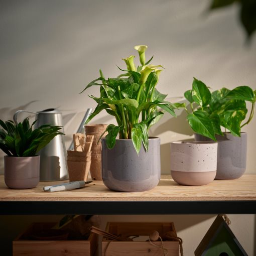 BUSKKAPRIFOL, plant pot in/outdoor/, 12 cm, 605.958.99
