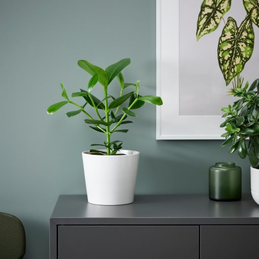 CLUSIA, potted plant, 12 cm, 702.345.62