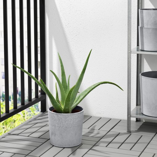 BOYSENBÄR, plant pot in/outdoor, 19 cm, 704.675.56