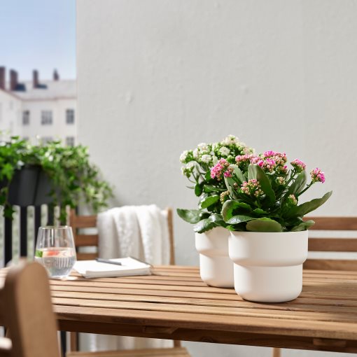 KALANCHOE, φυτό σε γλάστρα/Καλανχόη, 10.5 cm, 705.751.55