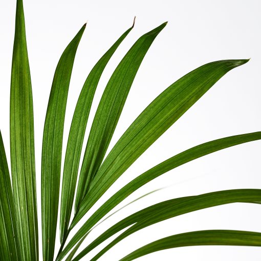 HOWEA FORSTERIANA, φυτό σε γλάστρα, 24 cm, 805.801.99