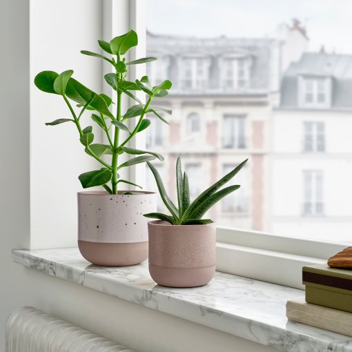 BUSKKAPRIFOL, plant pot in/outdoor, 9 cm, 805.958.98