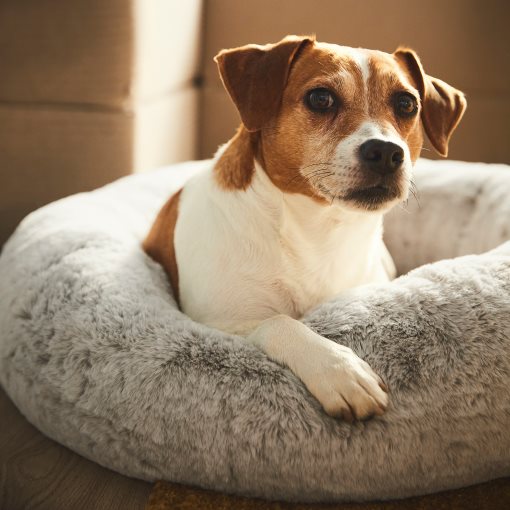 UTSADD, κρεβάτι για κατοικίδιο/M, 65 cm, 905.705.81