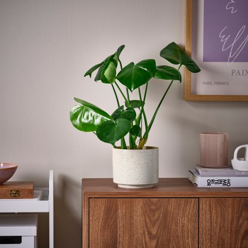 SANDKÖRSBÄR, plant pot in/outdoor, 12 cm, 906.218.25