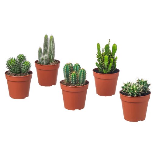 CACTACEAE, potted plant, 003.109.60