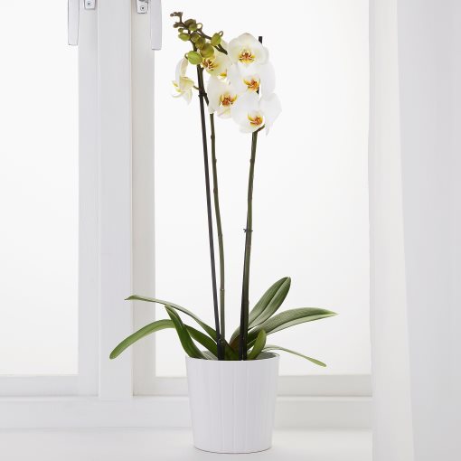 PHALAENOPSIS, Φυτό, Ορχιδέα 2 βλαστοί, 103.033.65