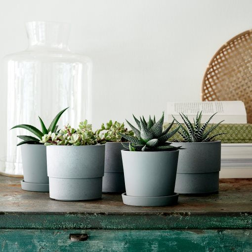 SUCCULENT, Φυτό, 103.110.06
