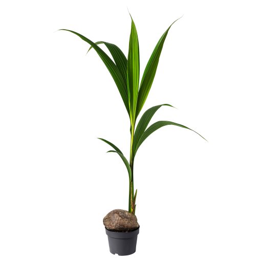 COCOS NUCIFERA, φυτό σε γλάστρα/ Κοκοφοίνικας, 19 cm, 201.674.85