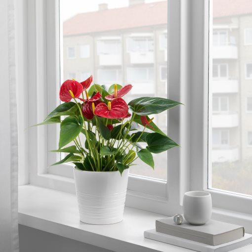 ANTHURIUM, potted plant/Flamingo, 12 cm, 204.449.06