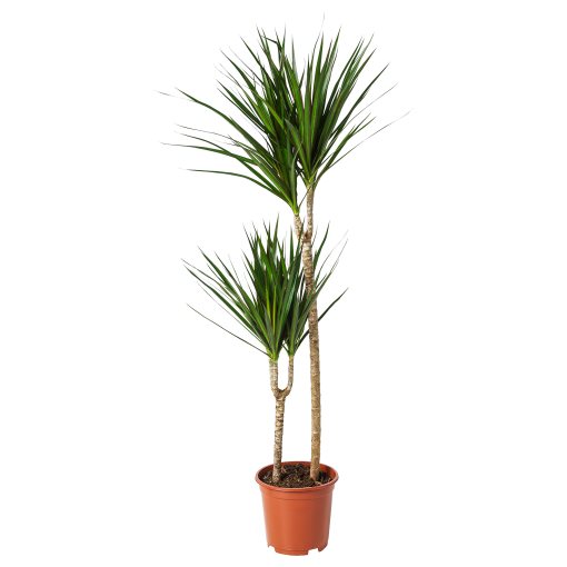 DRACAENA, potted plant/Dragon tree/2-stem, 19 cm, 404.084.55