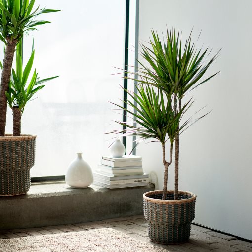DRACAENA MARGINATA, φυτό σε γλάστρα/Δράκαινα/με 2 μίσχους, 19 cm, 404.084.55