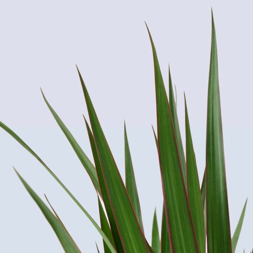 DRACAENA MARGINATA, φυτό σε γλάστρα/Δράκαινα/με 2 μίσχους, 19 cm, 404.084.55