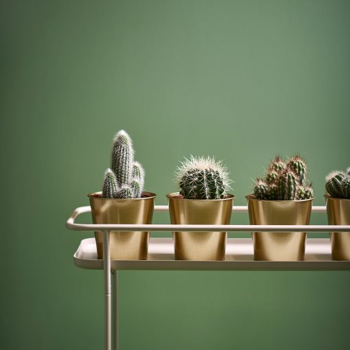 DAIDAI, κασπό, 703.594.20